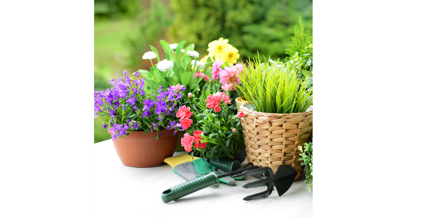 開花及紫羅蘭植物