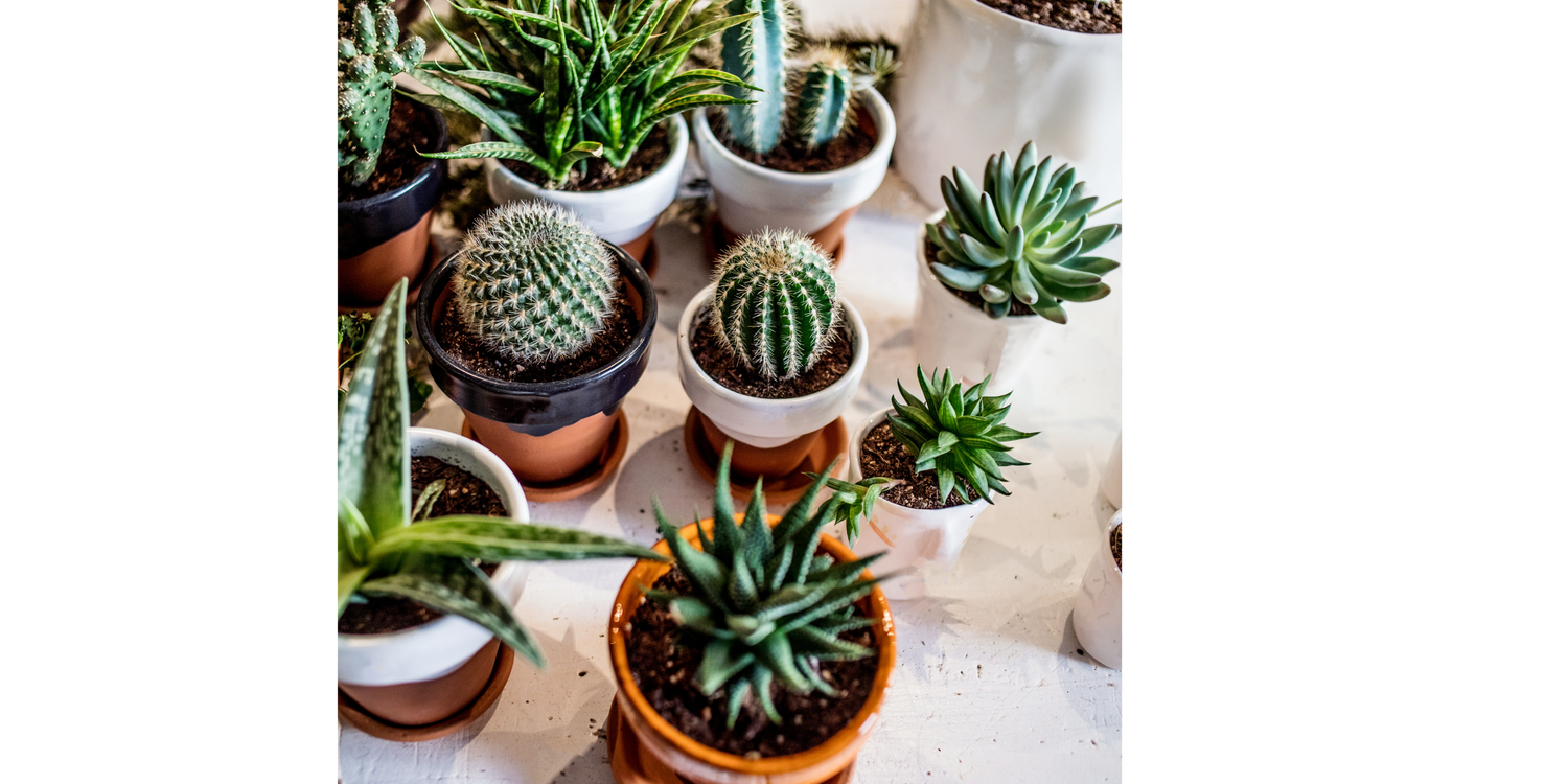 仙人掌及多肉植物