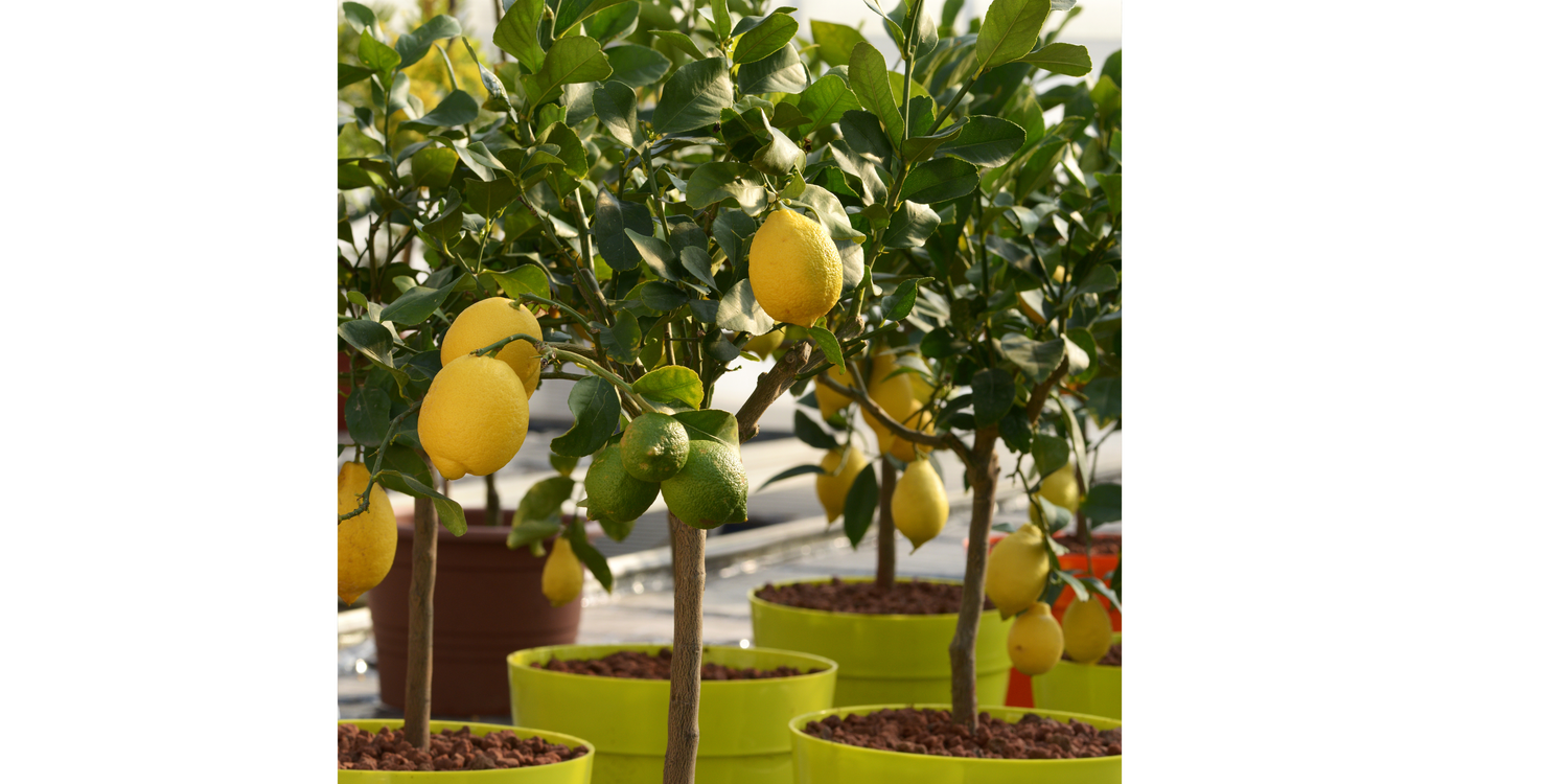 蔬果.香草.果樹