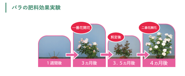 Balife rose/flowering plant granular fertilizer 300g
