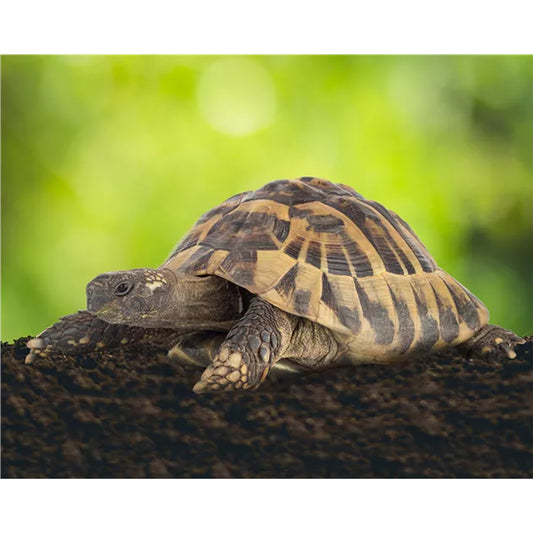 烏龜和爬行類動物飼養天然底材 20L 德國製造 棲息泥土