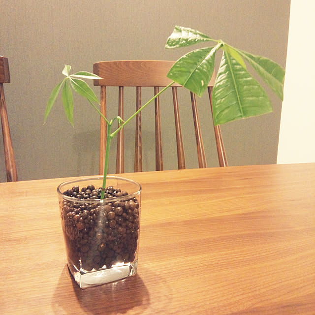 日本室內植物用小炭球 400g 水栽植物適用
