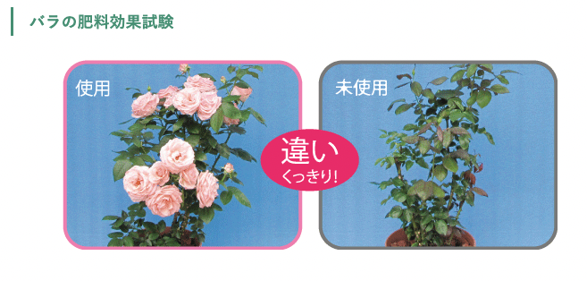 Balife Rose/Flowering Plant Lozenge Fertilizer 20 Tablets