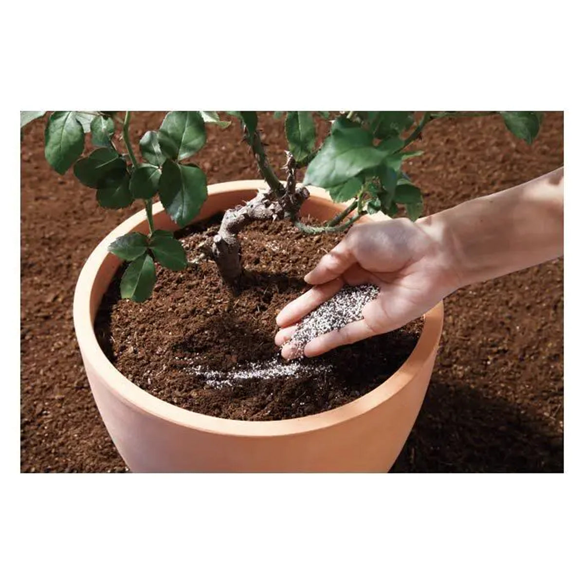 Balife rose/flowering plant granular fertilizer 300g