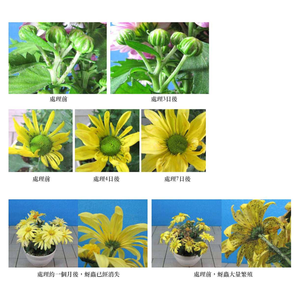 【殺蟲劑肥料二合一】日本花寶 3-5-2.5+殺蟲劑 濃縮活力原液 (觀葉開花植物適用) 450ml