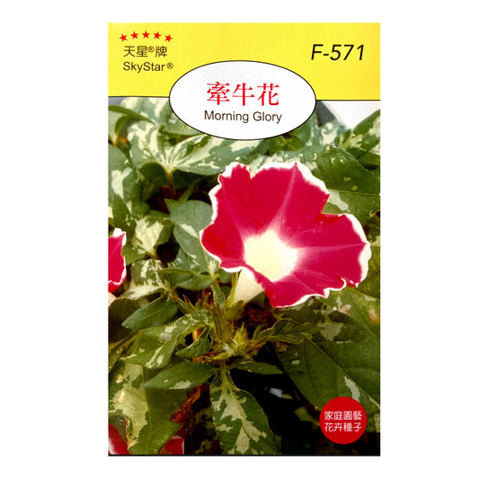 台灣天星牌園藝花卉種子 - 牽牛花