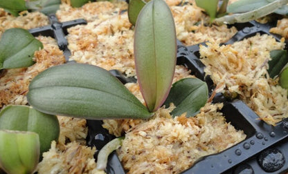 Besgrow - 紐西蘭AAA級蘭花種植用水苔 園藝植料 240L