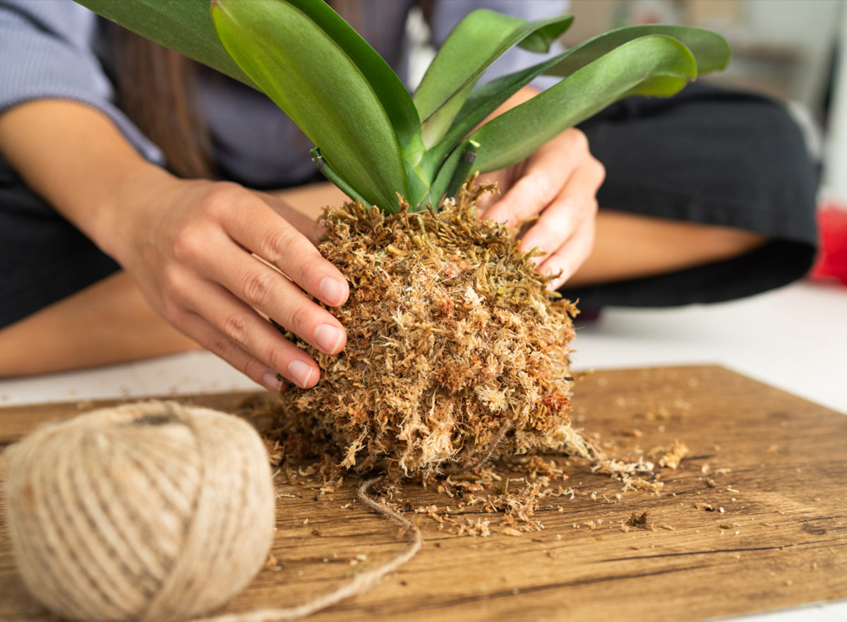 Besgrow - 紐西蘭AAA級蘭花種植用水苔 園藝植料 240L